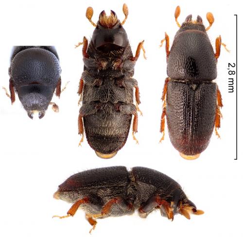 Scolytus rugulosus